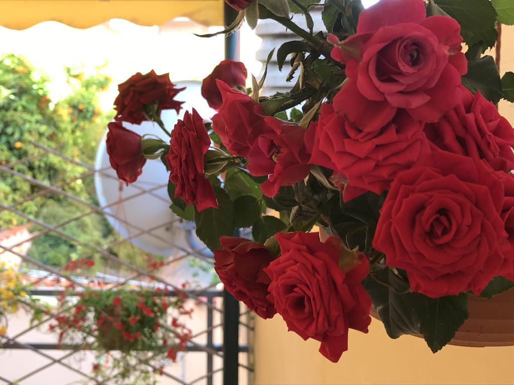 Lady Rose Bed & Breakfast Pise Extérieur photo